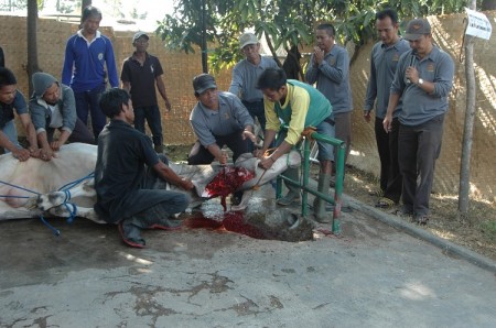 Proses penyembelihan hewan kurban di Mapolda Jabar, Minggu (5/10). Dalam kesempatan tersebut, 13 ekor sapi dan 21 ekor domba dipotong jajaran Polda Jabar. (foto: BID HUMAS POLDA JABAR)