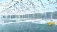 Kolam Budidaya Microalgae di Sidowayah, Klaten, Jawa Tengah Mickroalga