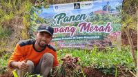Bawang Merah
