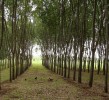 Perkebunan Karet