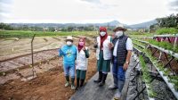 Pemkot Bandung Resmikan Kawasan Pertanian Terpadu 'Sekemala Farming' di Ujungberung